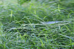 Cynoglossum zeylanicum